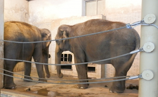 Sloni v ZOO Liberec; foto: Eliška Podoláková